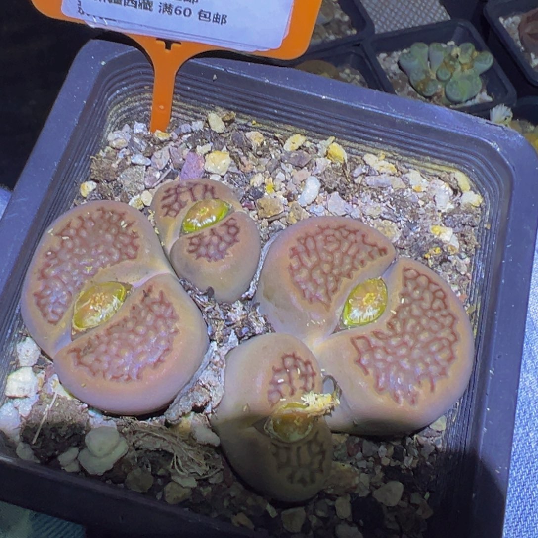 075 一物一拍，默认有伤，介意勿拍，不退不换