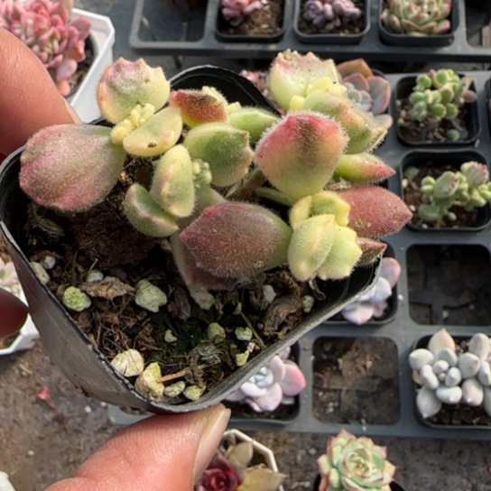 81白熊多肉植物多