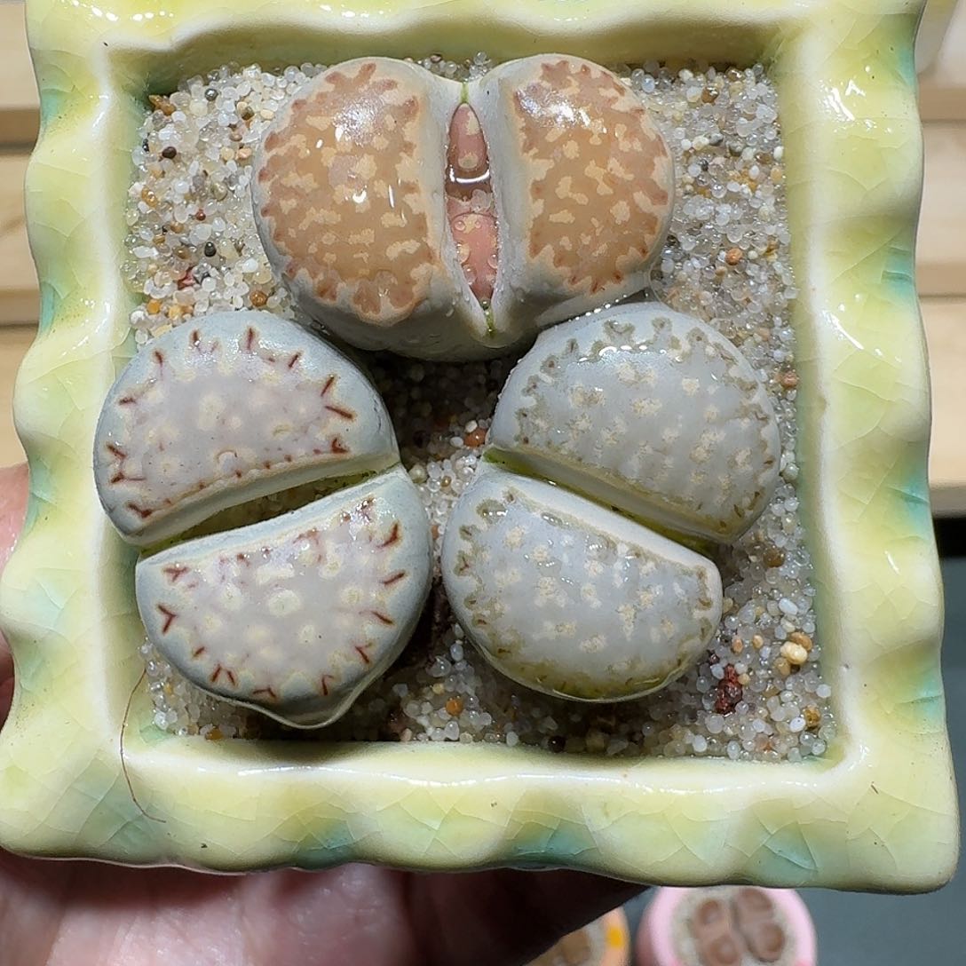 红陶蘑菇856寿丽