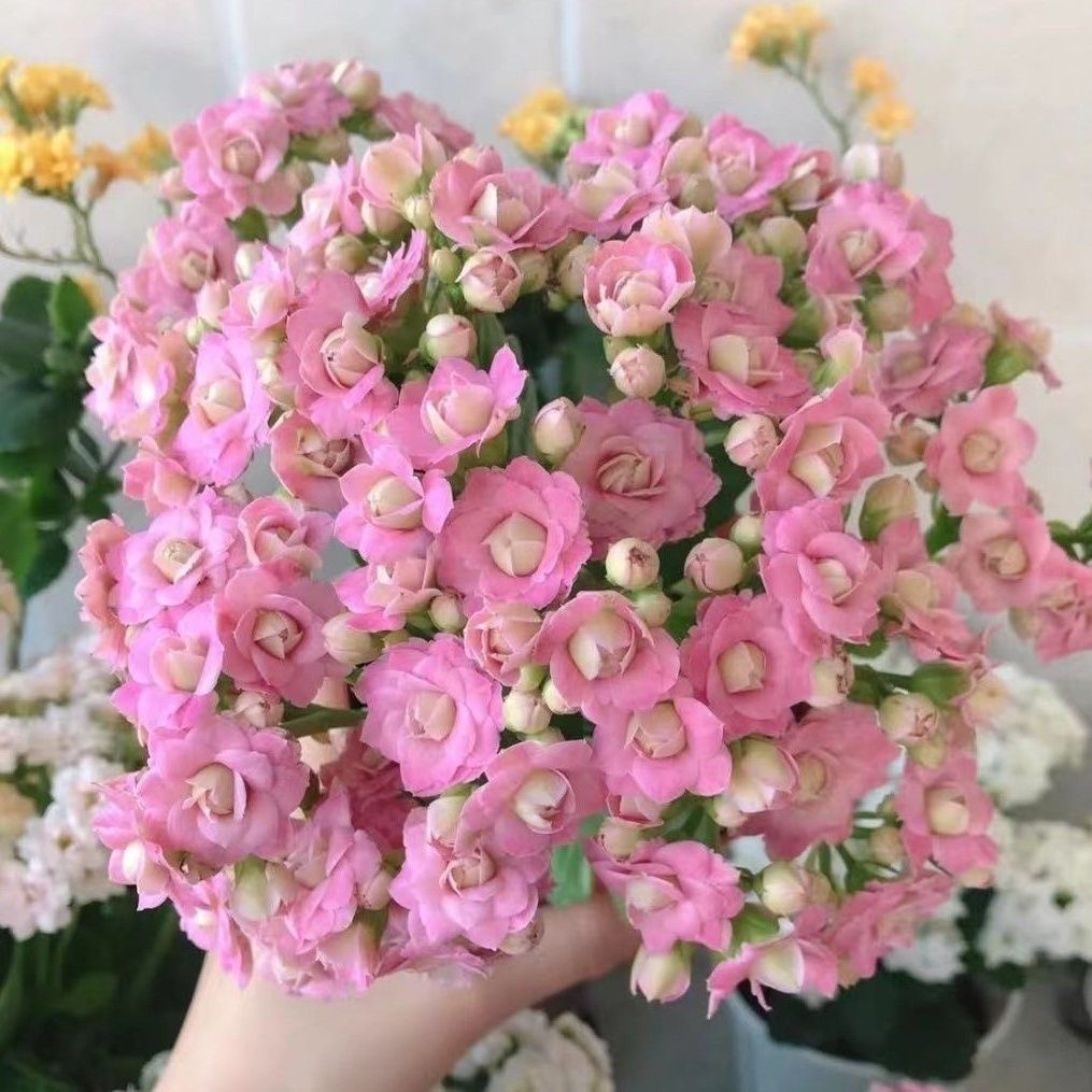 【克里斯蒂】110盆粉色重瓣大花（花期长）