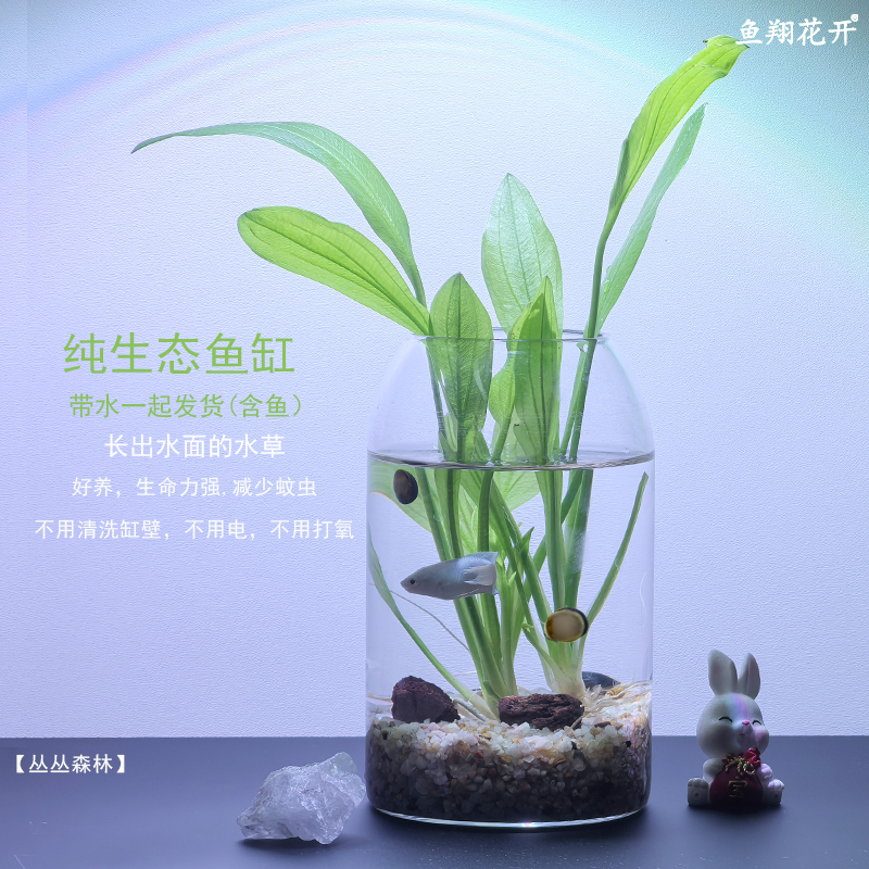 易养活 真水草 懒人鱼缸 免打理  桌面办公桌  纯生态鱼缸斗鱼