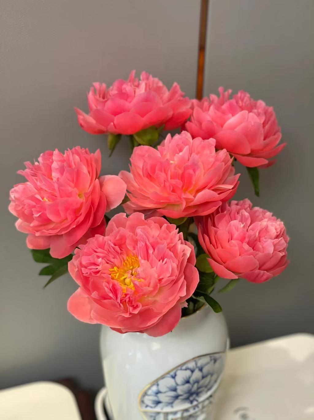 【落日珊瑚5枝】-爆款