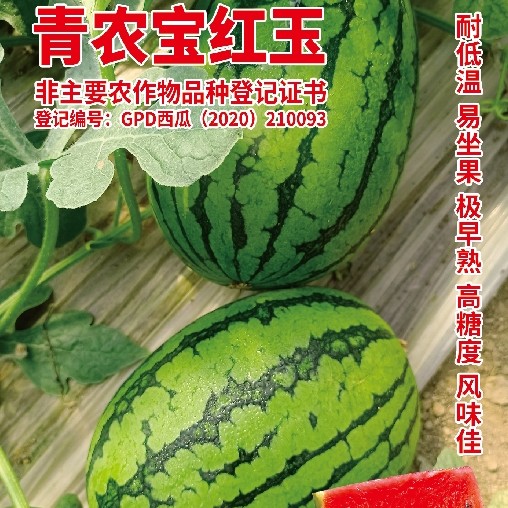 杨神奥青农宝红玉/早熟/抗病性强/耐运输/糖度高/耐低温/售价种子