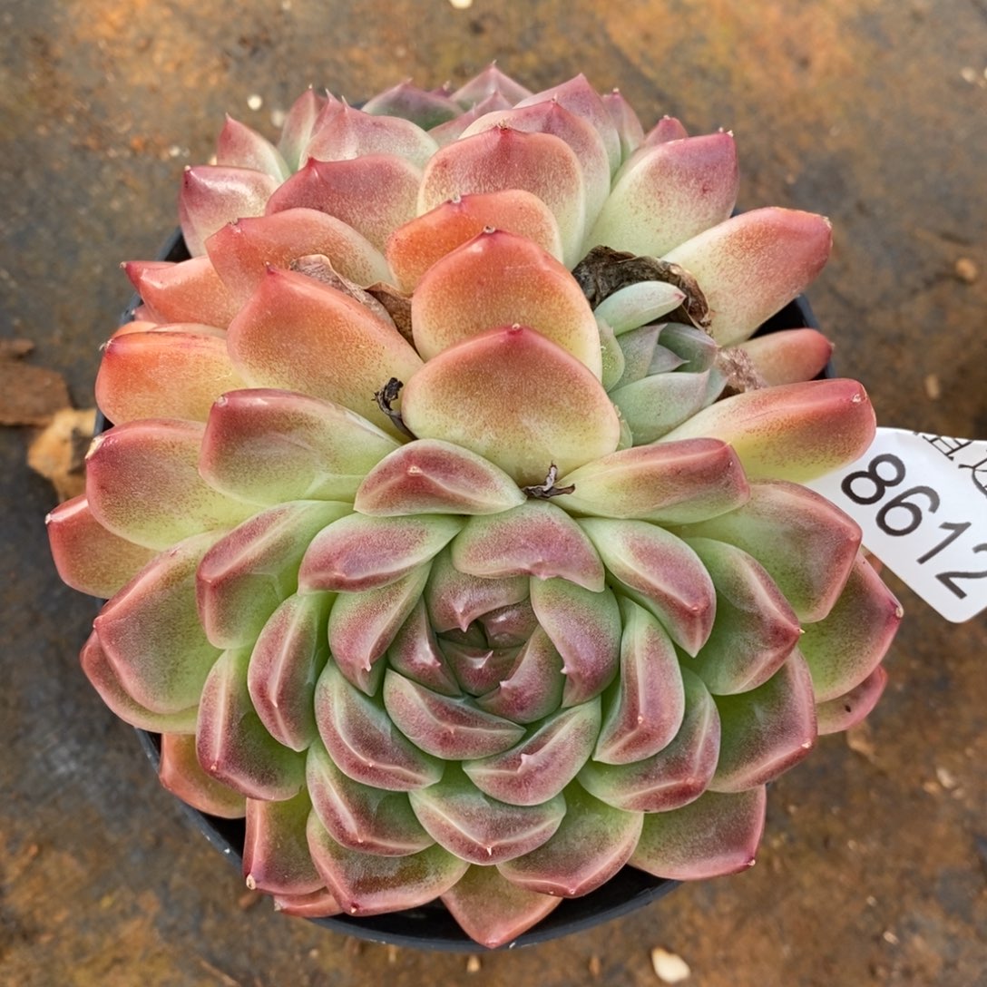 彩****杂交精品多肉8612~12厘米