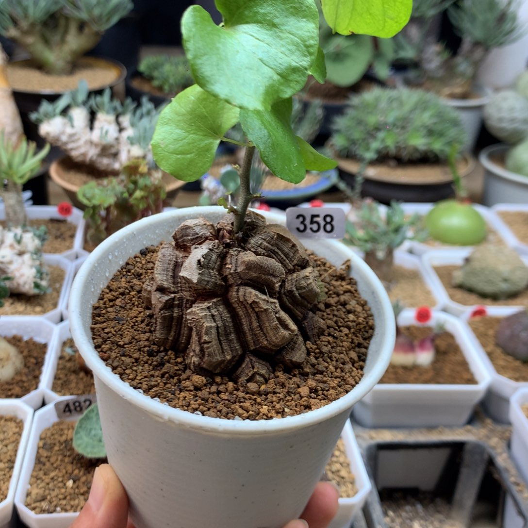 南非龟甲龙带盆福利358