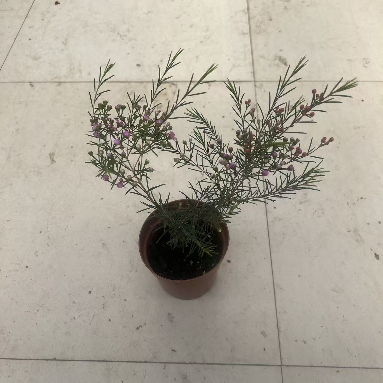 澳洲腊梅室内盆栽