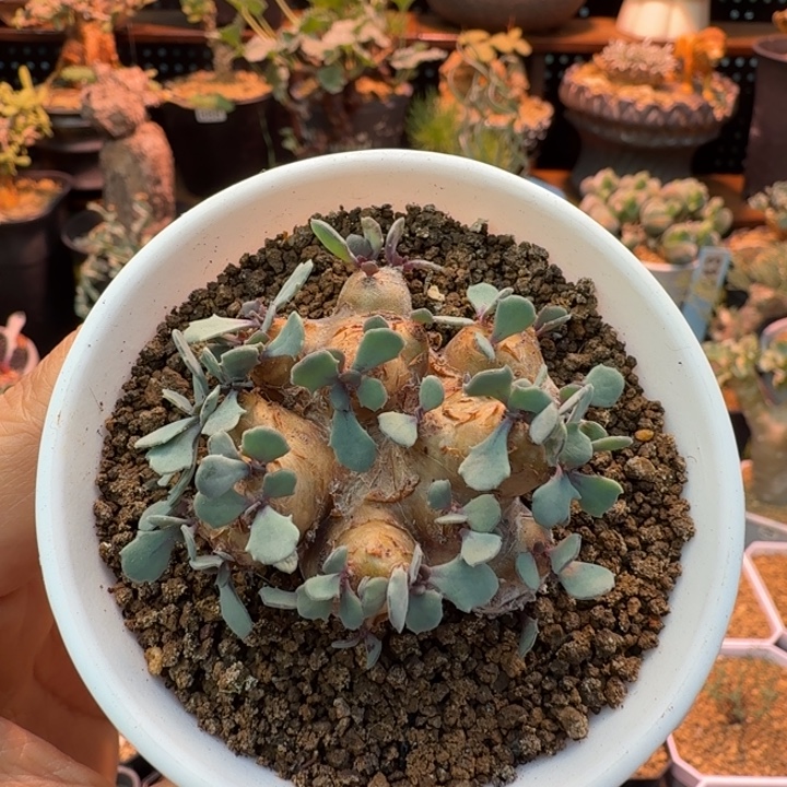 格加厚墩菊471 仙人球