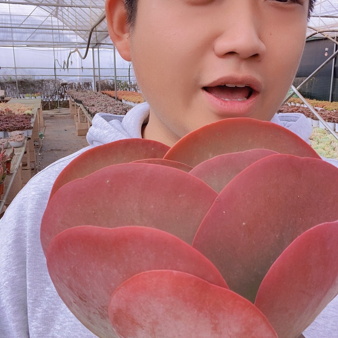 爱心蝴蝶唐印特价