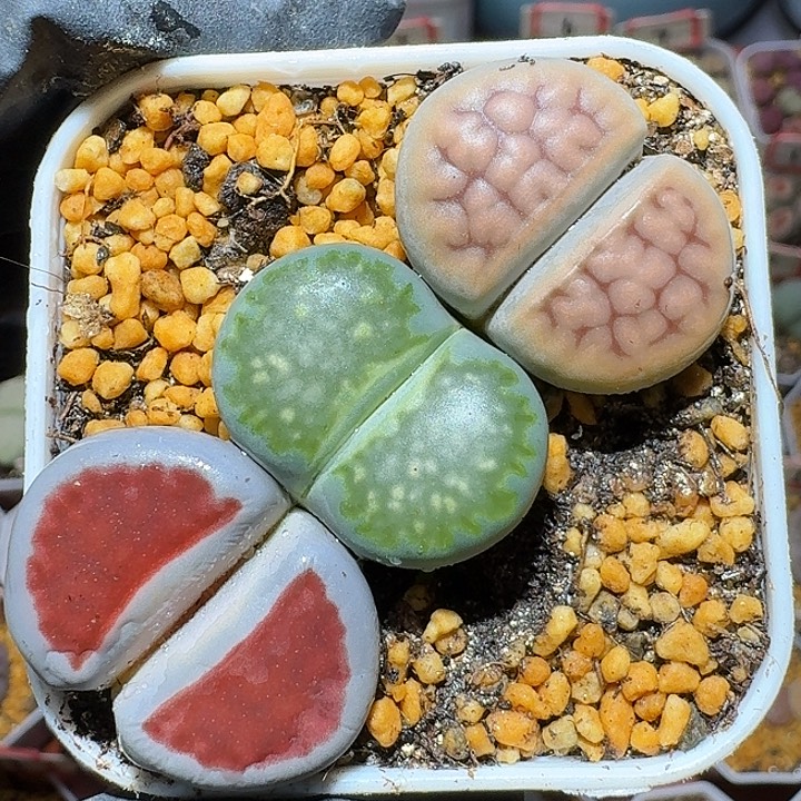 生石花111122。   218