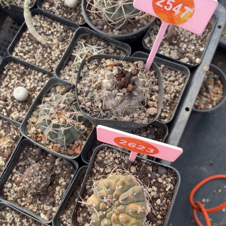 星***爸实生仙人球2棵2623_2547000