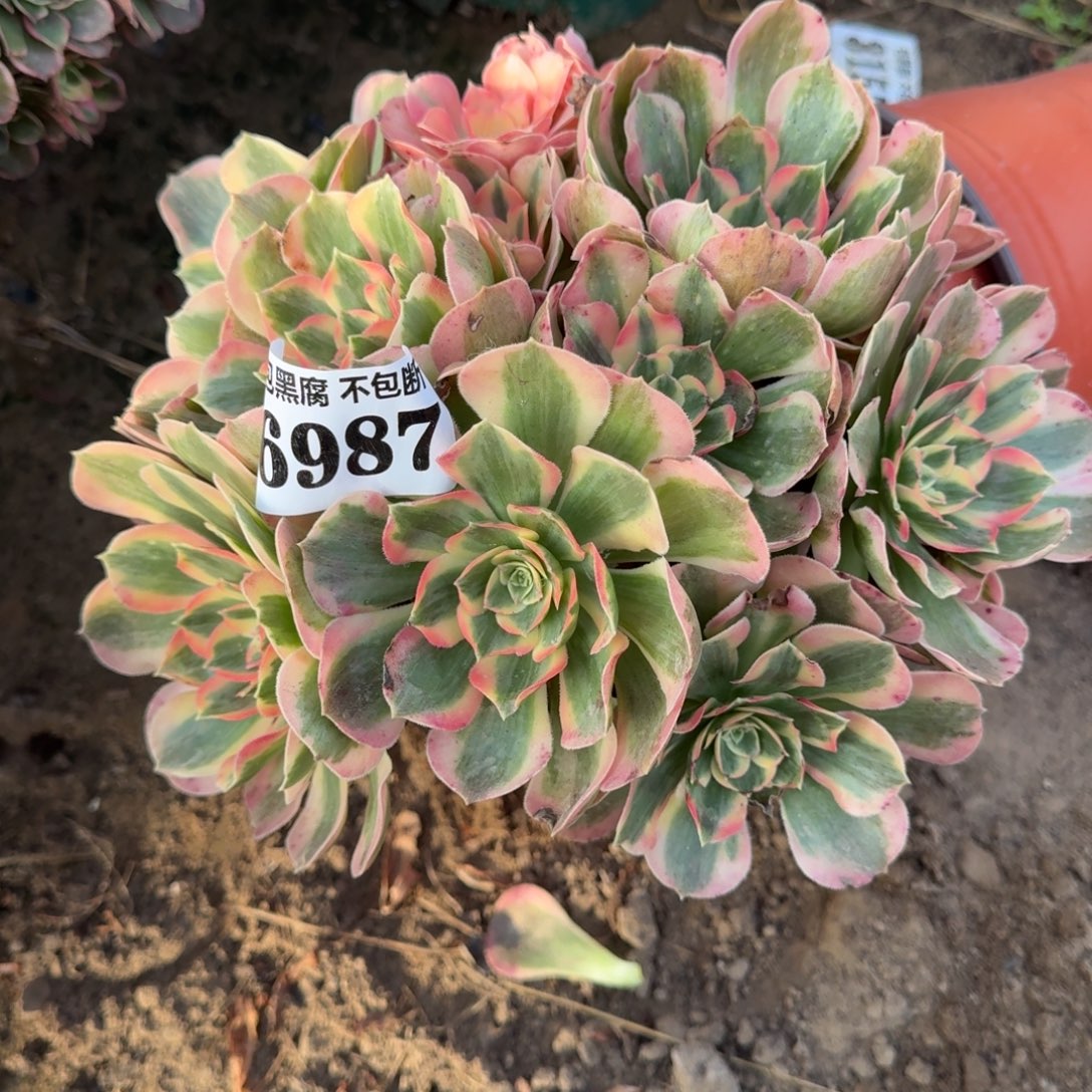 法师粉女郎6987 18-11