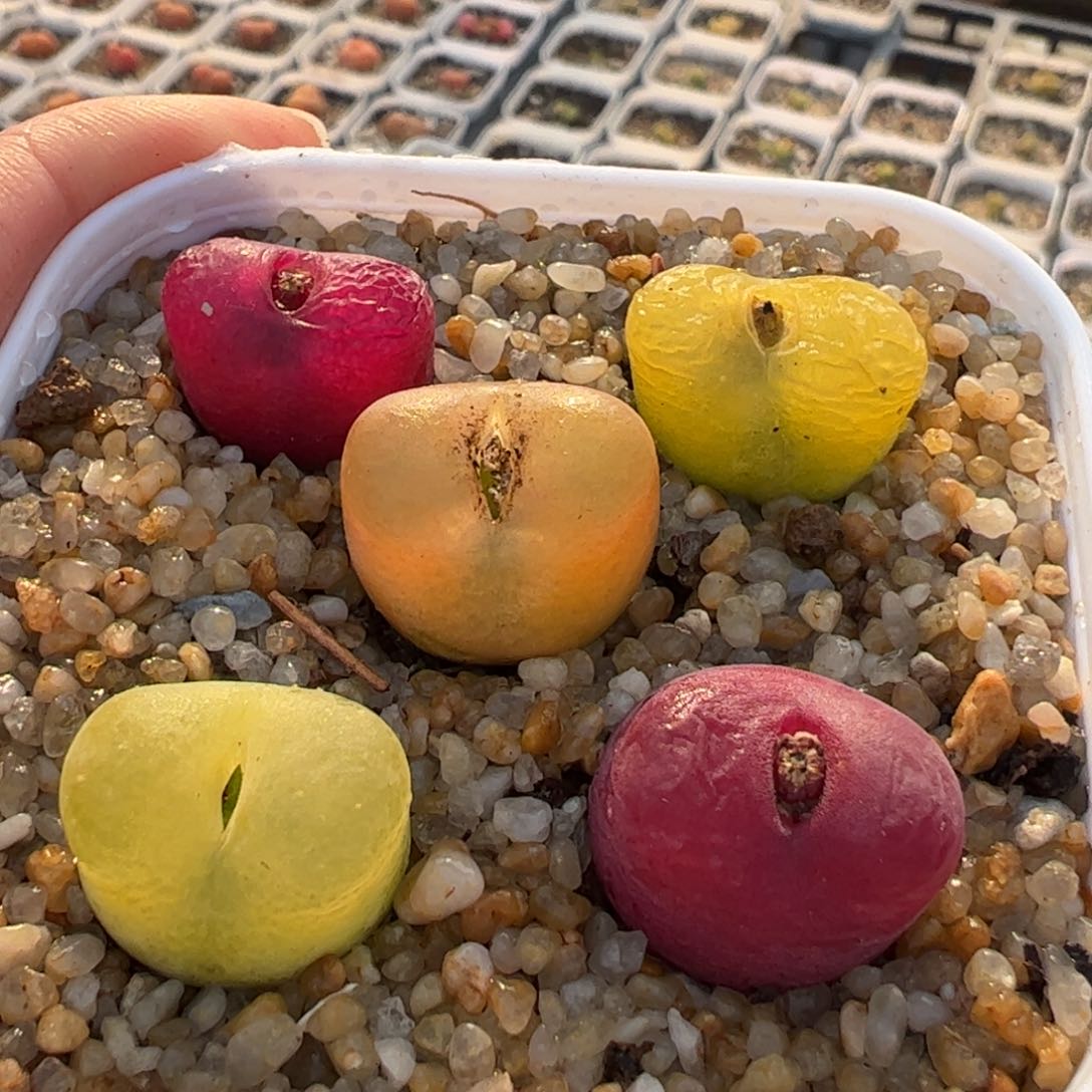 5棵母本多肉植物百科