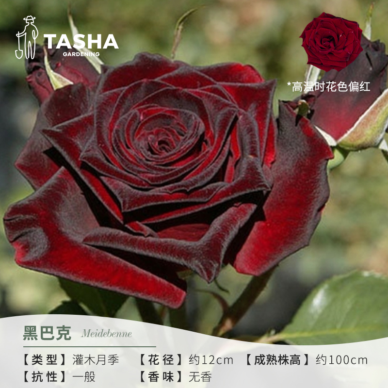 塔莎的花园月季黑巴克灌木花园室外花卉耐热修剪四季栽培盆栽花苗