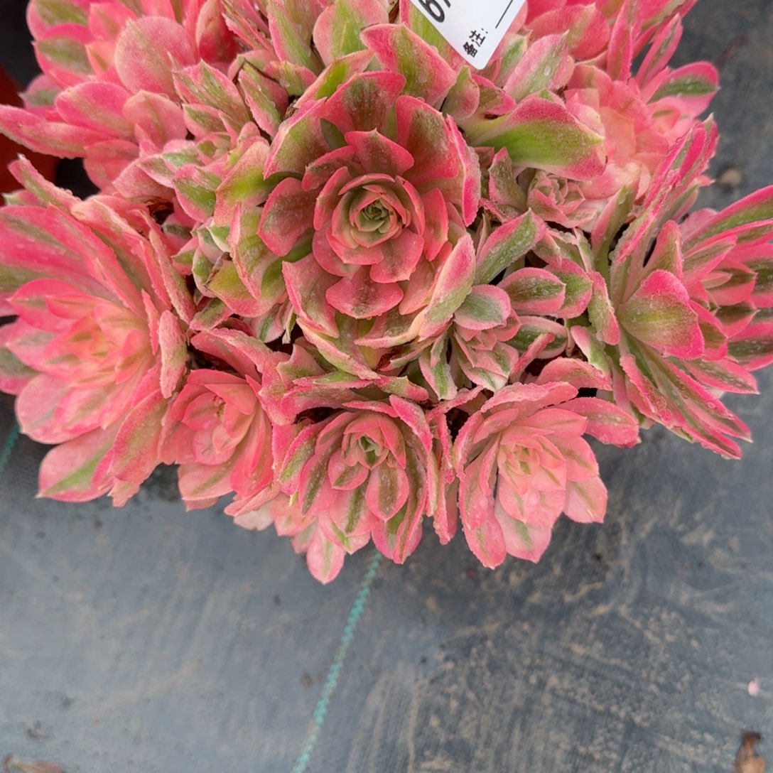 6760女巫多肉多肉