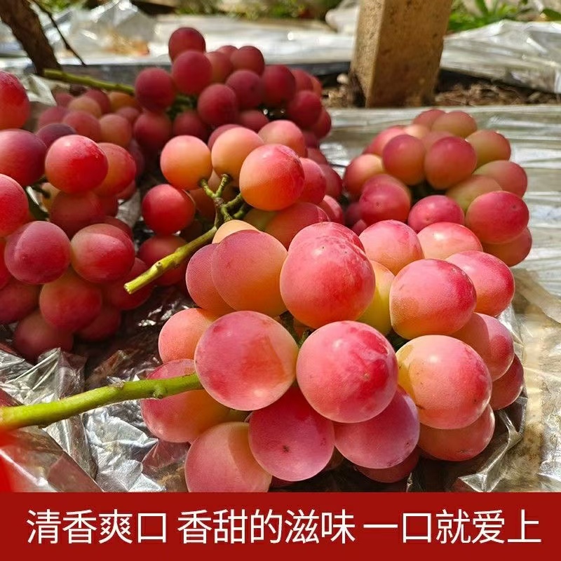 妮娜皇后粉黄妮娜女皇新鲜葡萄提子香甜纯甜无酸鲜摘【顺丰包邮】