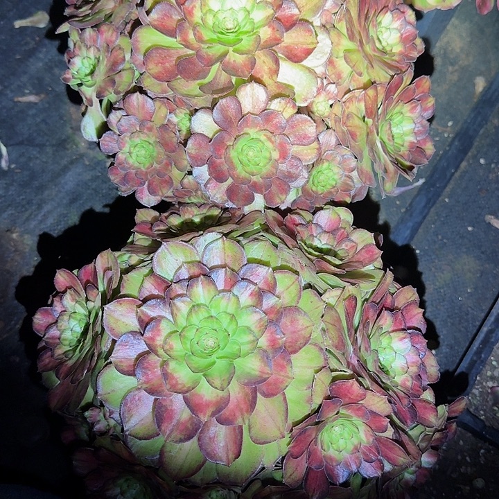 多肉法师锦鲤捧花两颗