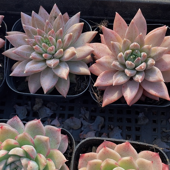 灰姑娘带盆土发货