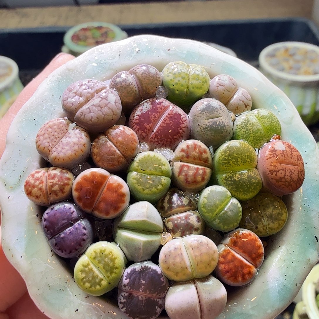 米****多肉植物福利冲冲800