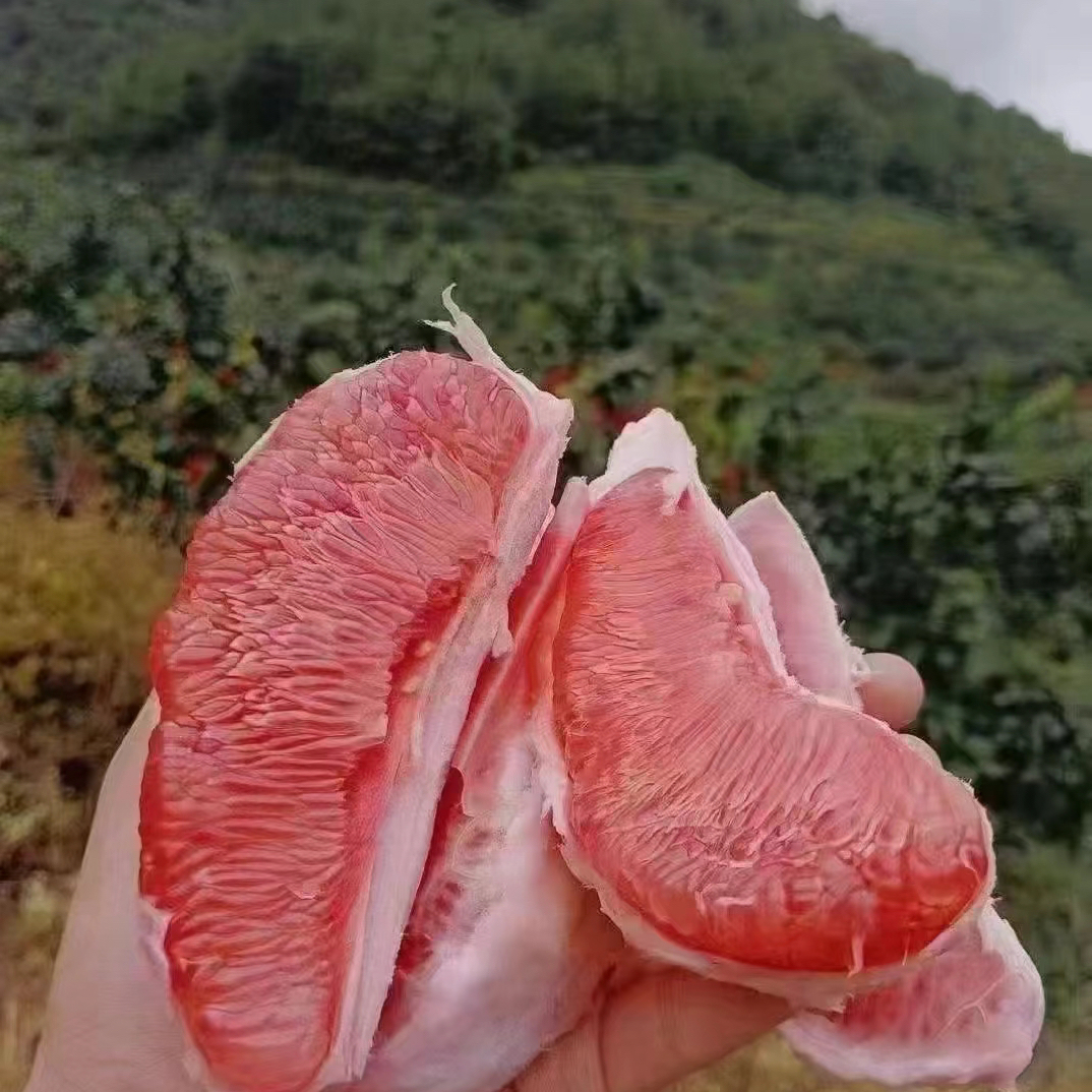 广西容县红心蜜柚当季新鲜水果果肉饱满汁甘甜