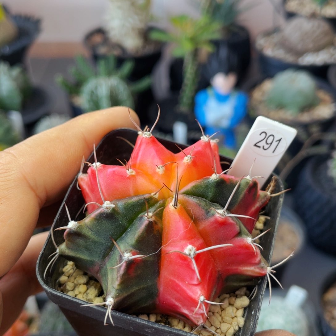 仙人球满28包邮盆口径5公分米哈锦