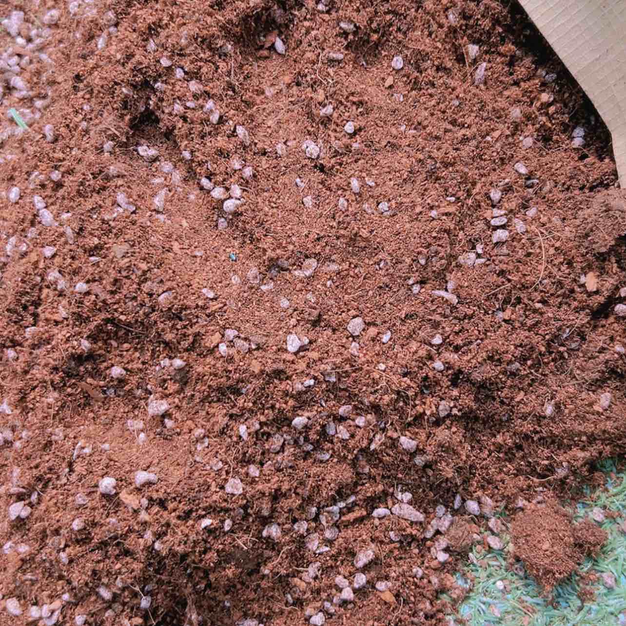 【闪购商品】种九尾狐法师金妞多肉