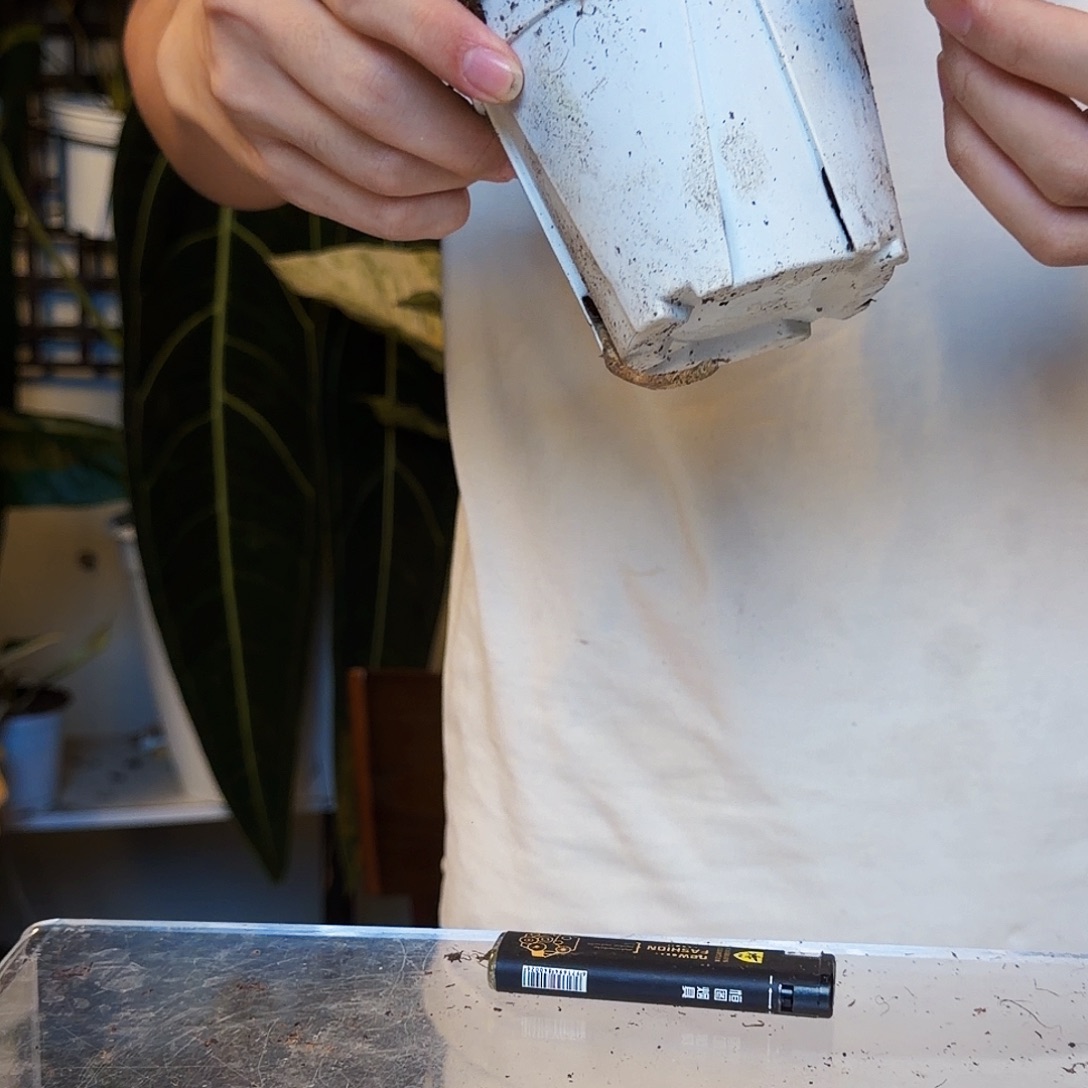 不开花植物T56 南美撕裂纹