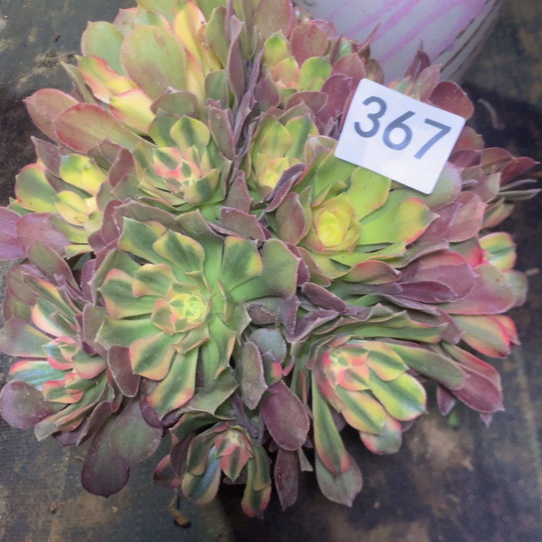 367洛神多肉植物