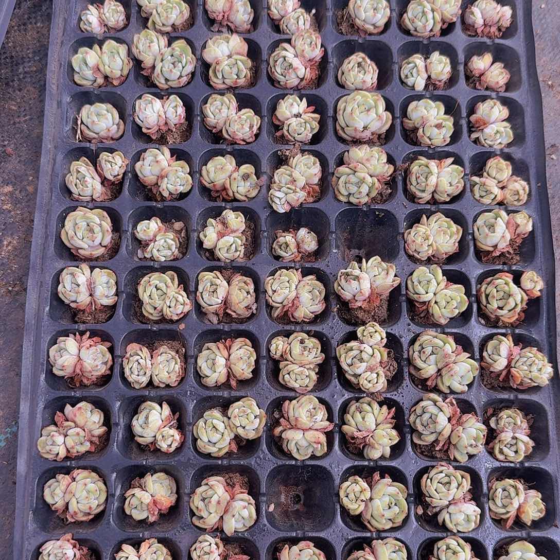 凌雪土球100颗一组