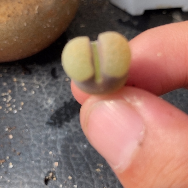 450磁铁风铃一颗