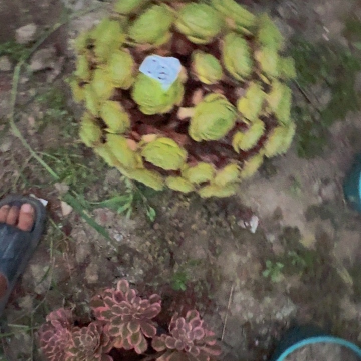 万圣节花29-11包邮花花