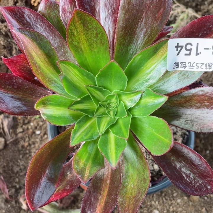 154魅影七彩中班嘉佳多肉12345678