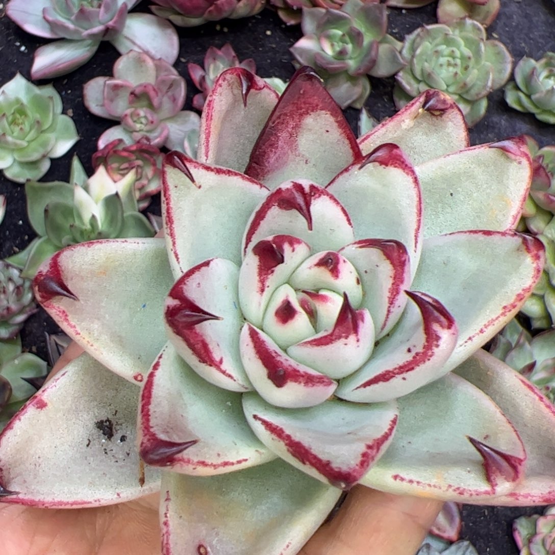 变异勾子，多肉植物