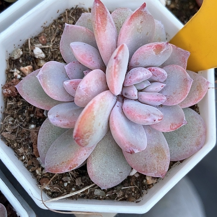 多肉植物奶茶616多肉