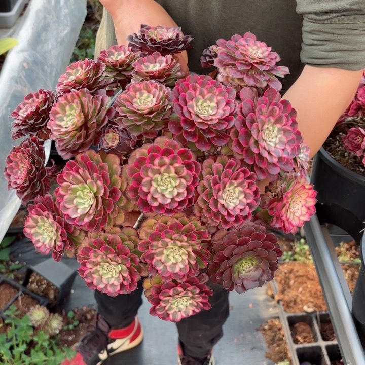 粉冠园艺黑天使一颗