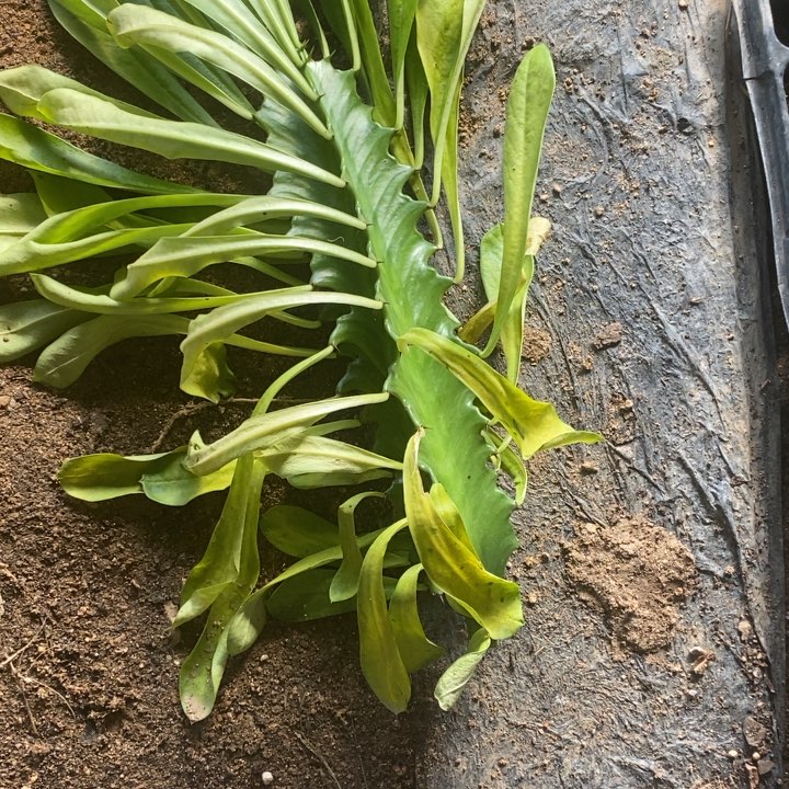 龙骨20厘米一颗无根