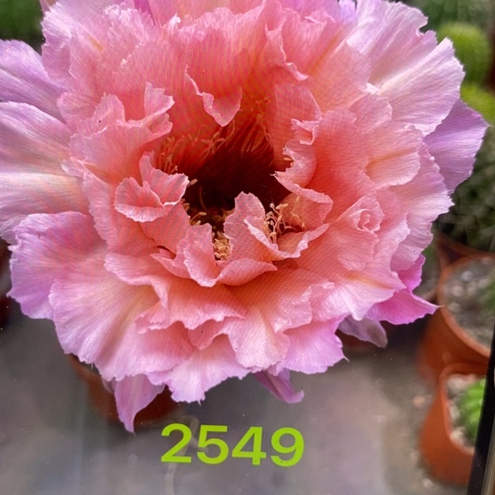 彩草新2549号6.5公分左右