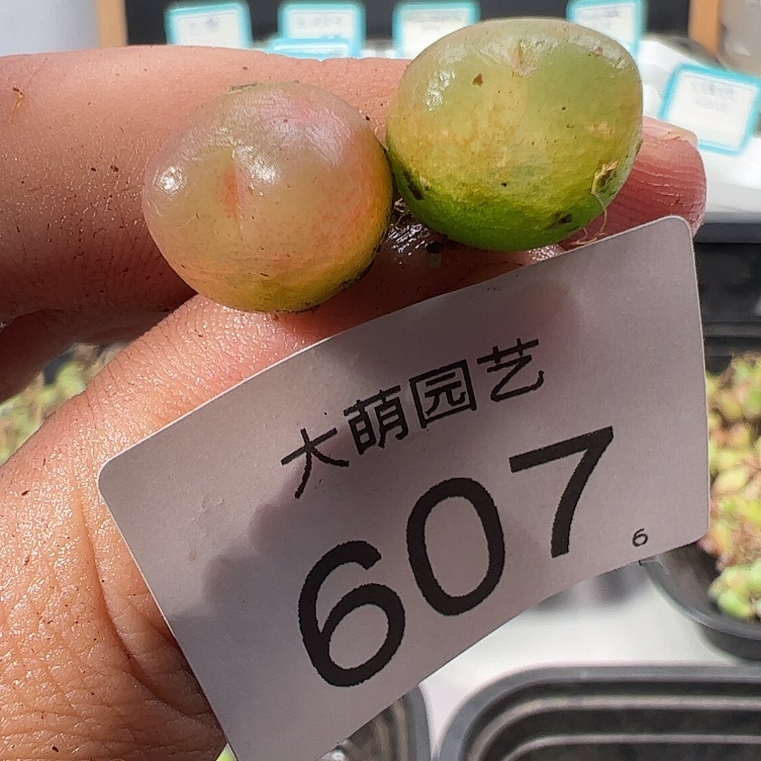 0000607 一物一拍……