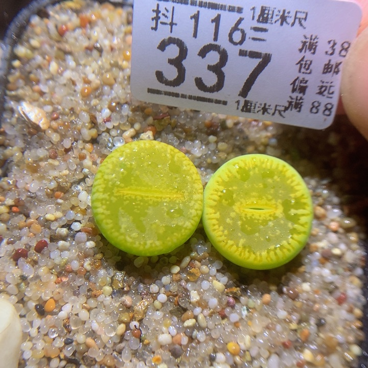 精品生石花116.337