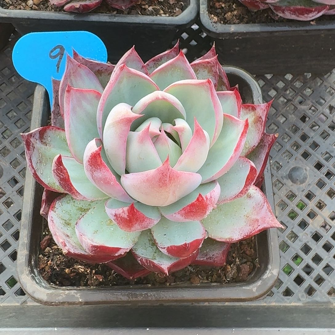 9粉丝福利惊鸿仙子