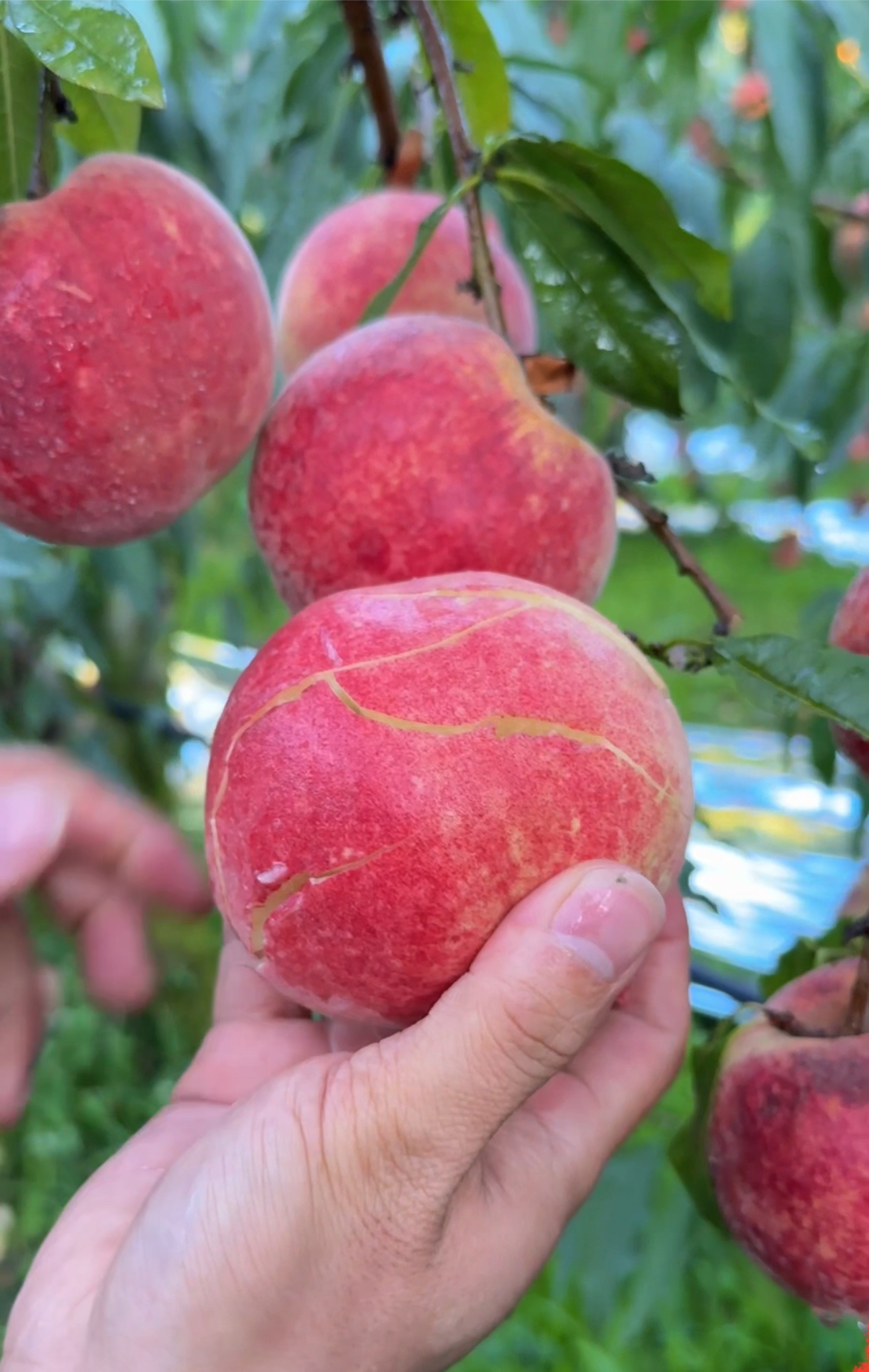 正宗云南特大冬桃新鲜水果脆甜鲜果大理产地5斤脆甜现摘应季水果C