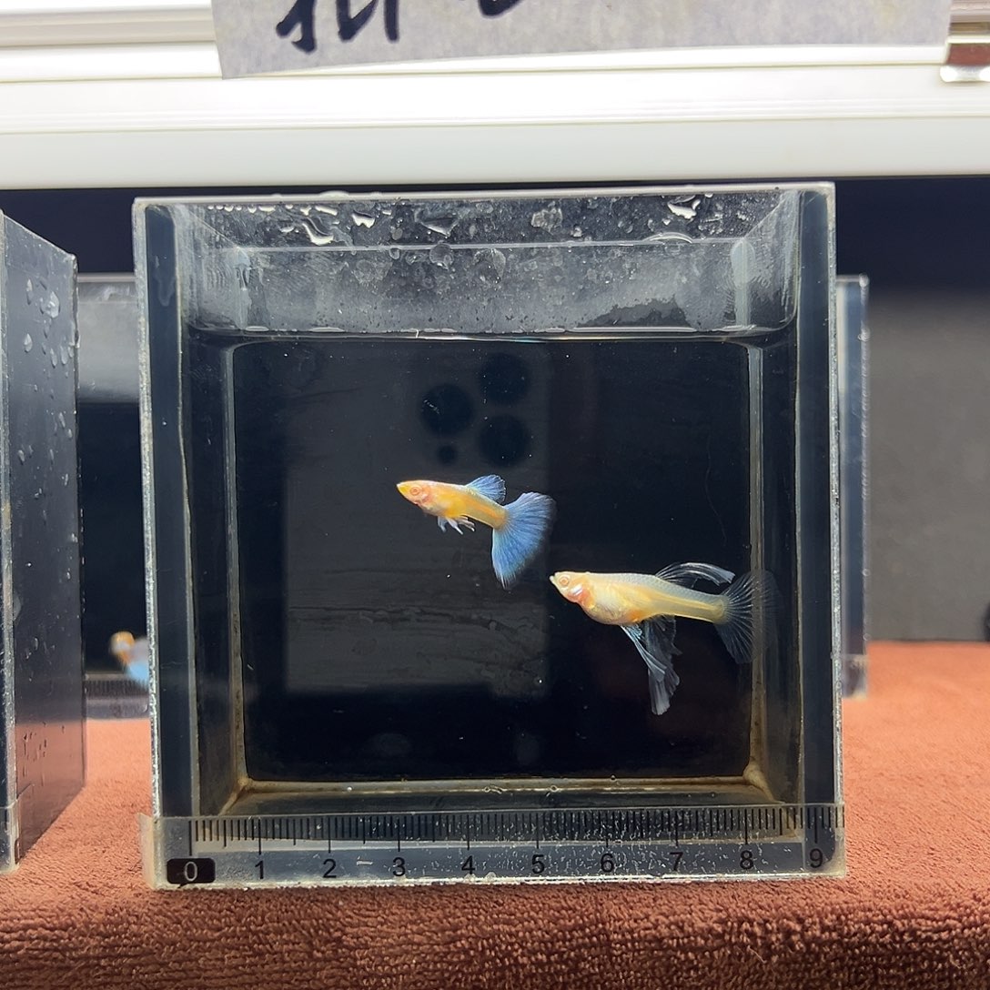 孔雀鱼蓝白绣球一对