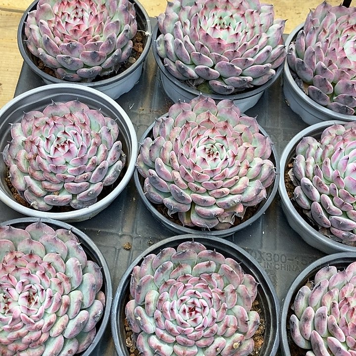 132。马赛尔大单头。福利多多