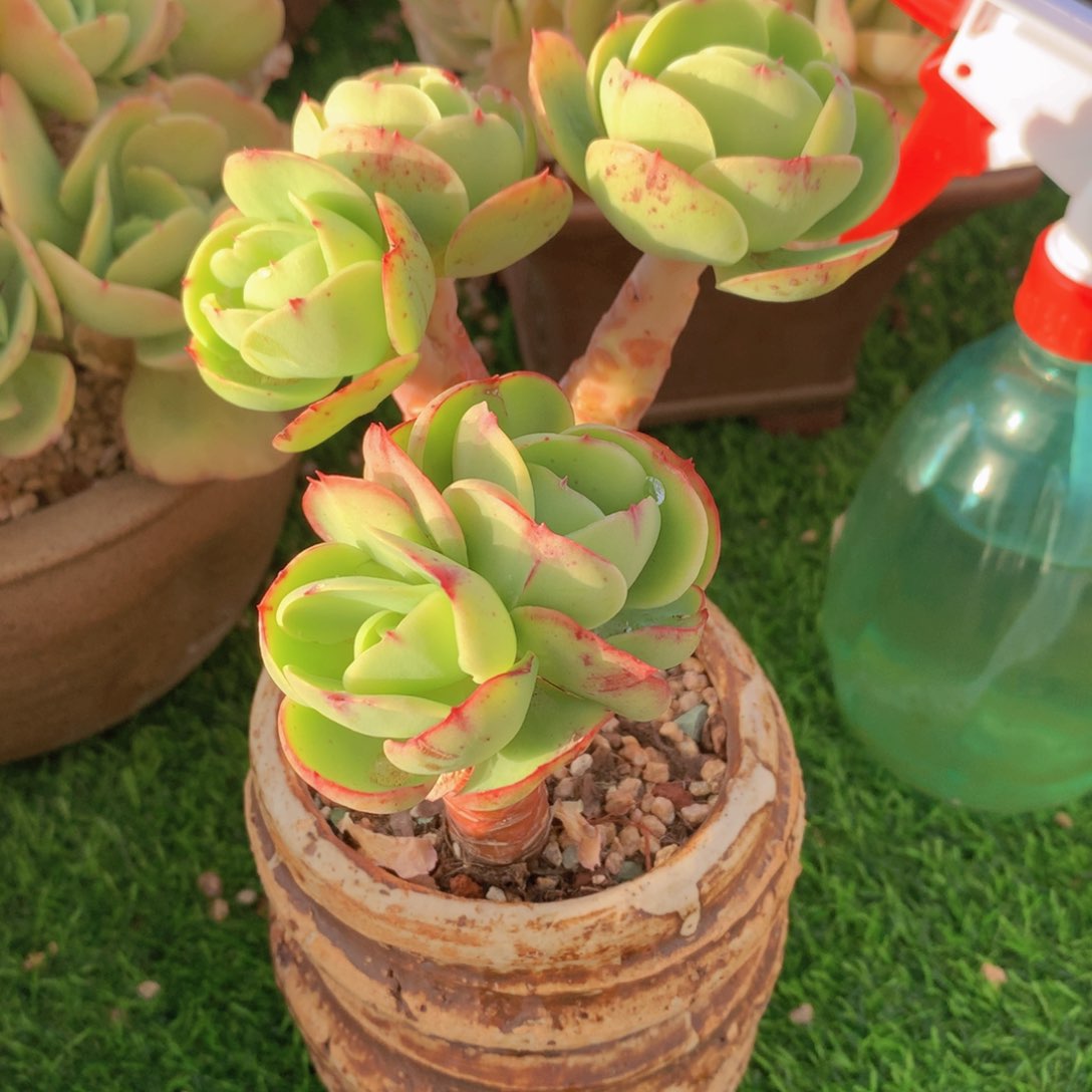 B****卜碧桃群12 公分一物一拍