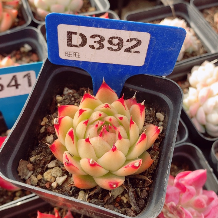 不知名5.5cm多肉植物