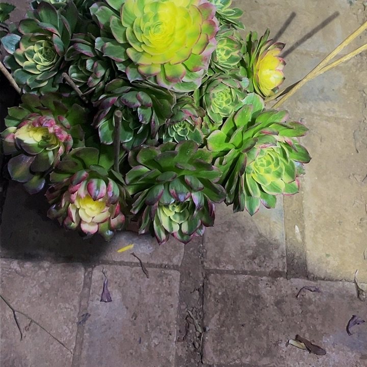 遇****店多肉法师367号粉海王不包损