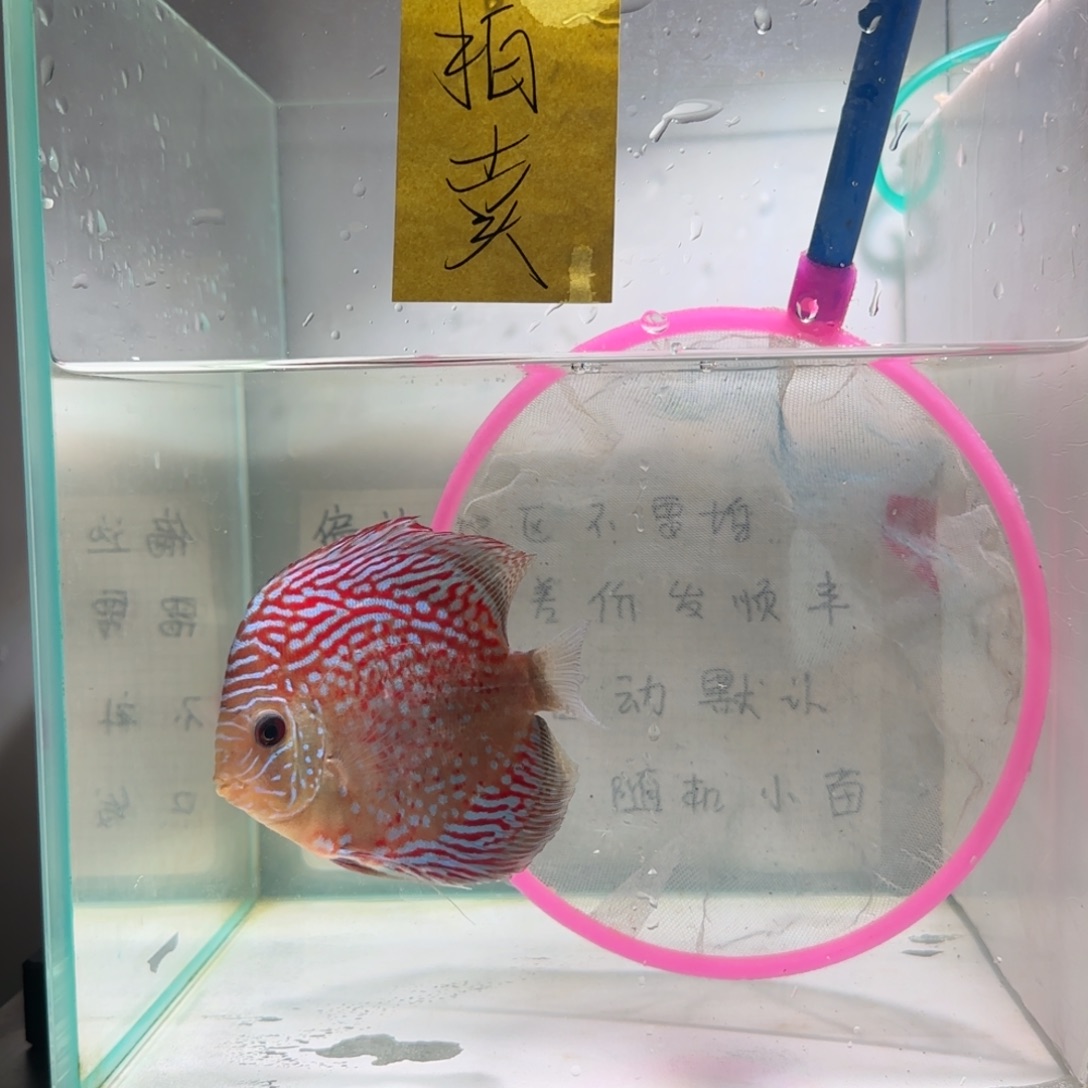 七彩神仙鱼肉身10德松偏远地区不拍