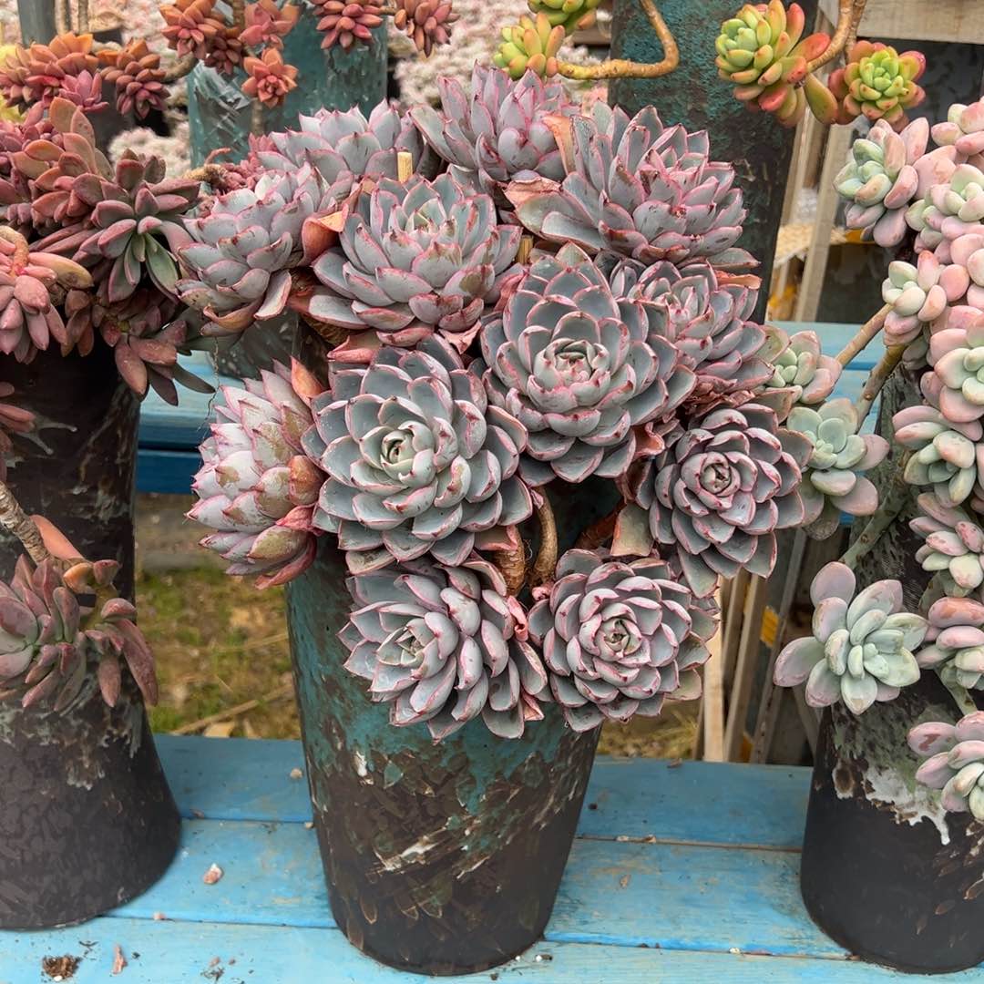 精品赫拉悬崖有砍 裸根