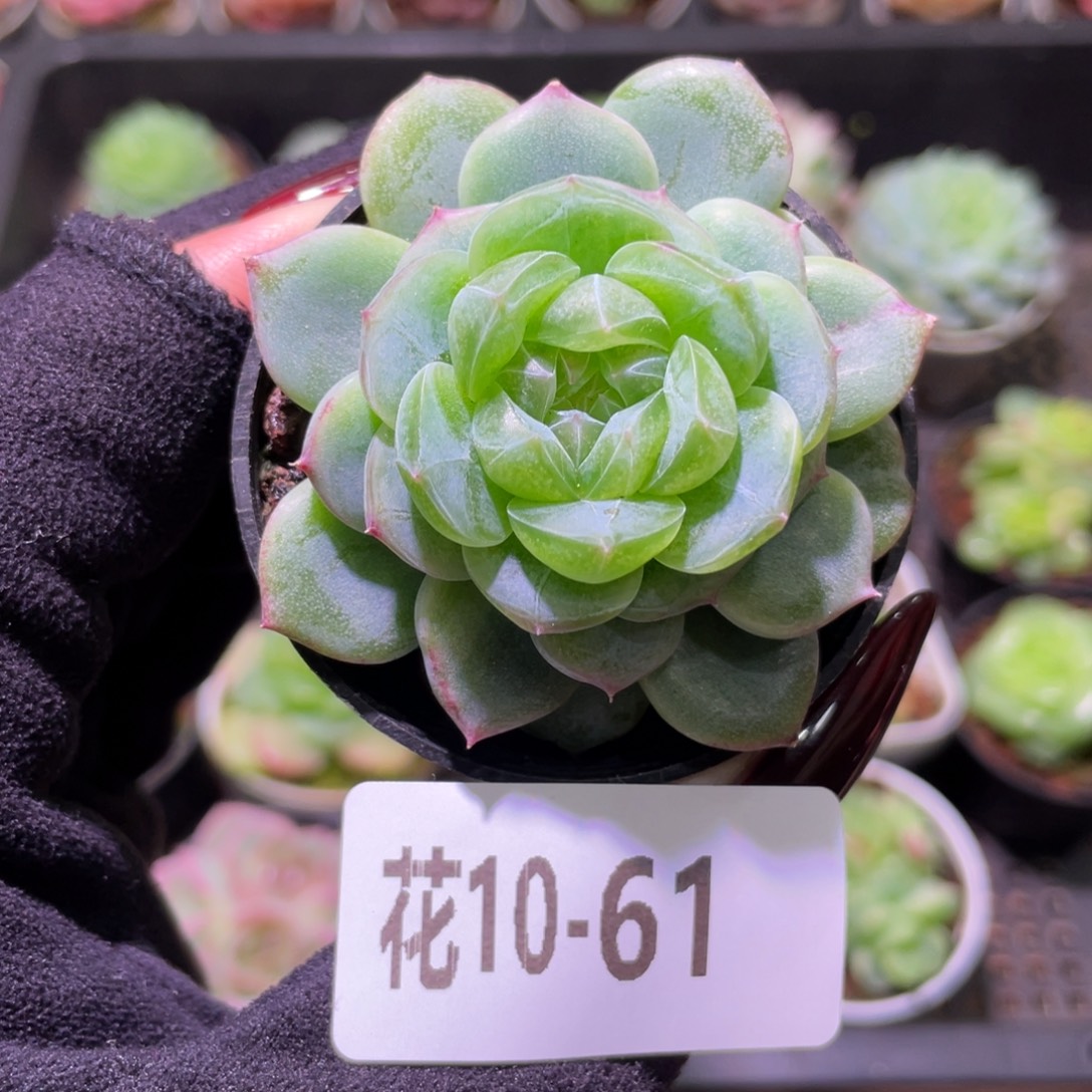 花利美10-61新品珍妮