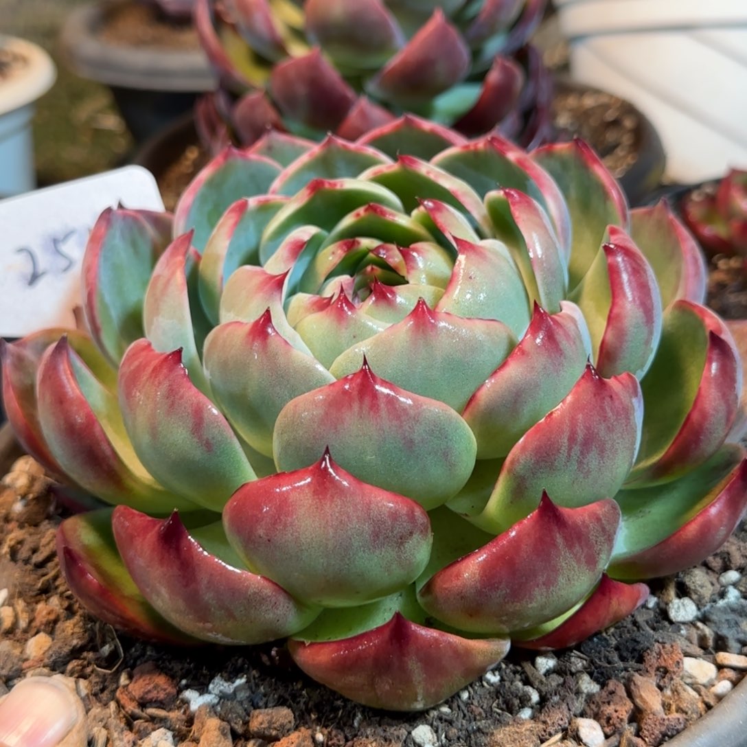 花脸惊鸿一物一拍包装收缩花旱258