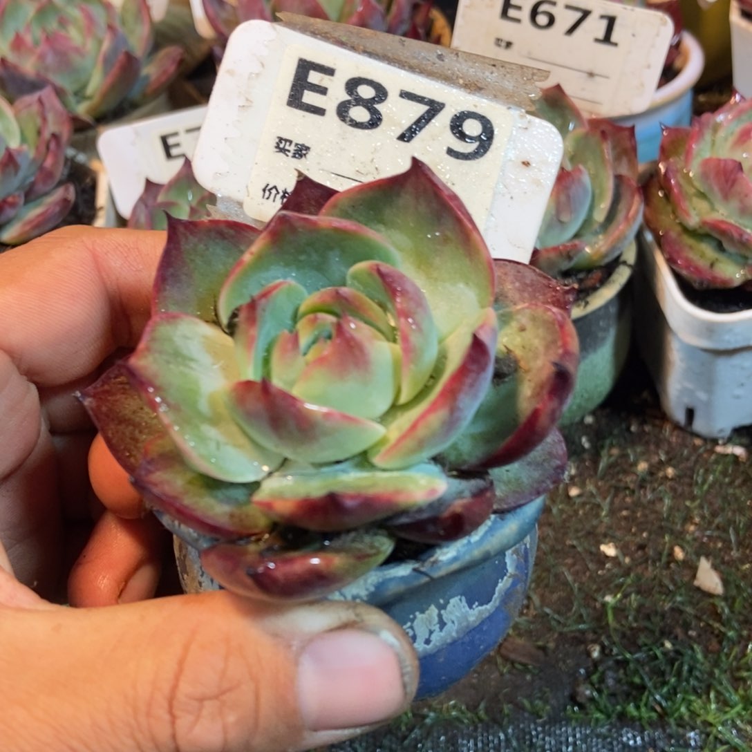 惊鸿一瞥879万元